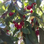 فروش آلبالو تازه محصول امسالی باغ به عمان