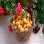 خرید میوه ازگیل با کیفیت بالا در قطر