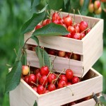 خرید میوه آلبالو از فروشندگان برتر کشور