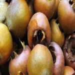فروش مستقیم میوه ازگیل جنگلی با کیفیت بالا وبسته های مناسب