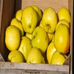 فروش سیب زرد درجه یک و دو با در بازار داخلی