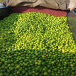 خرید عمده لیمو ترش آبگیری با قیمت رقابتی از جیرفت