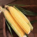 خرید عمده بلال مکزیکی تازه و دستچین شده با قیمت ارزان