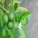 قیمت لیمو ترش سنگی با ارسال به سراسر ایران به صورت عمده