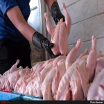 خرید گوشت مرغ محلی تازه و ارگانیک در تهران