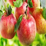 فروش سیب فوجی با ارزان ترین قیمت بازار