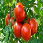 رب گوجه فرنگی ارگانیک