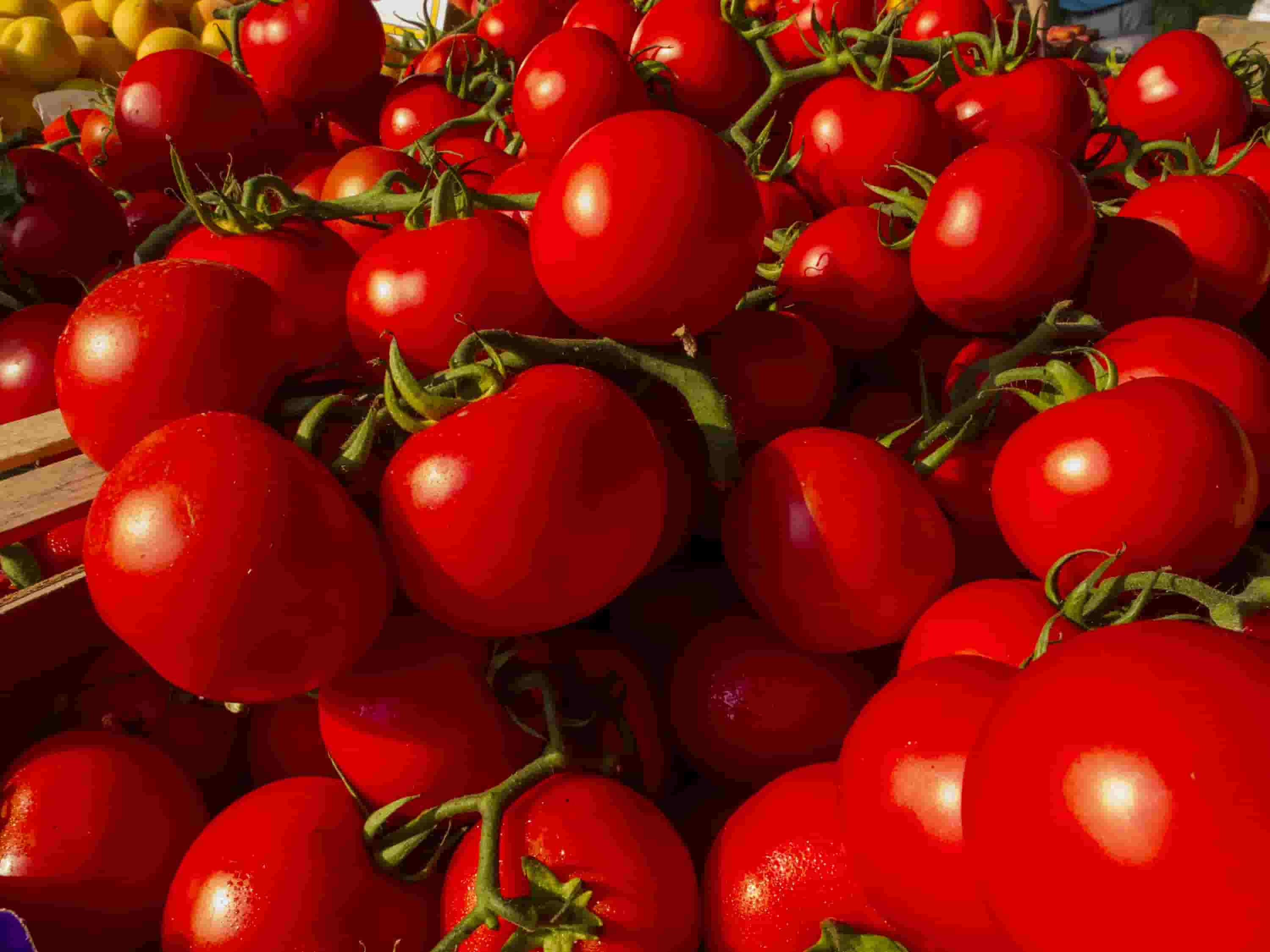 خرید مقرون به صرفه گوجه فرنگی از کشاورزان بوشهر