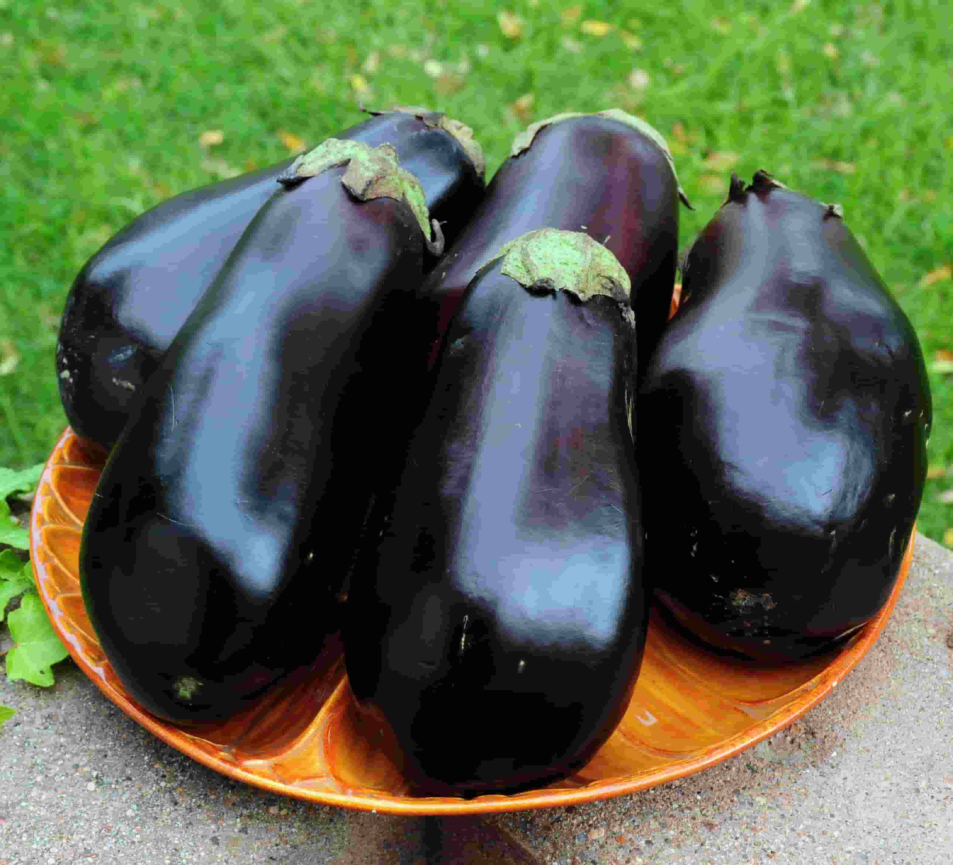 Eggplant-Black-Beauty-17-2