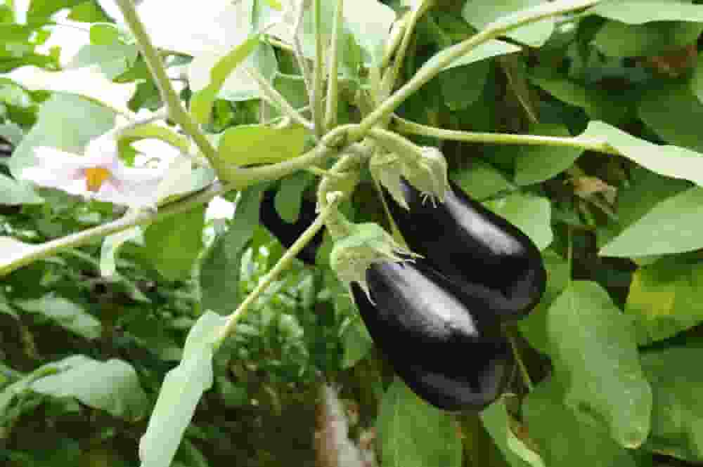 how-to-prune-eggplant.jpg