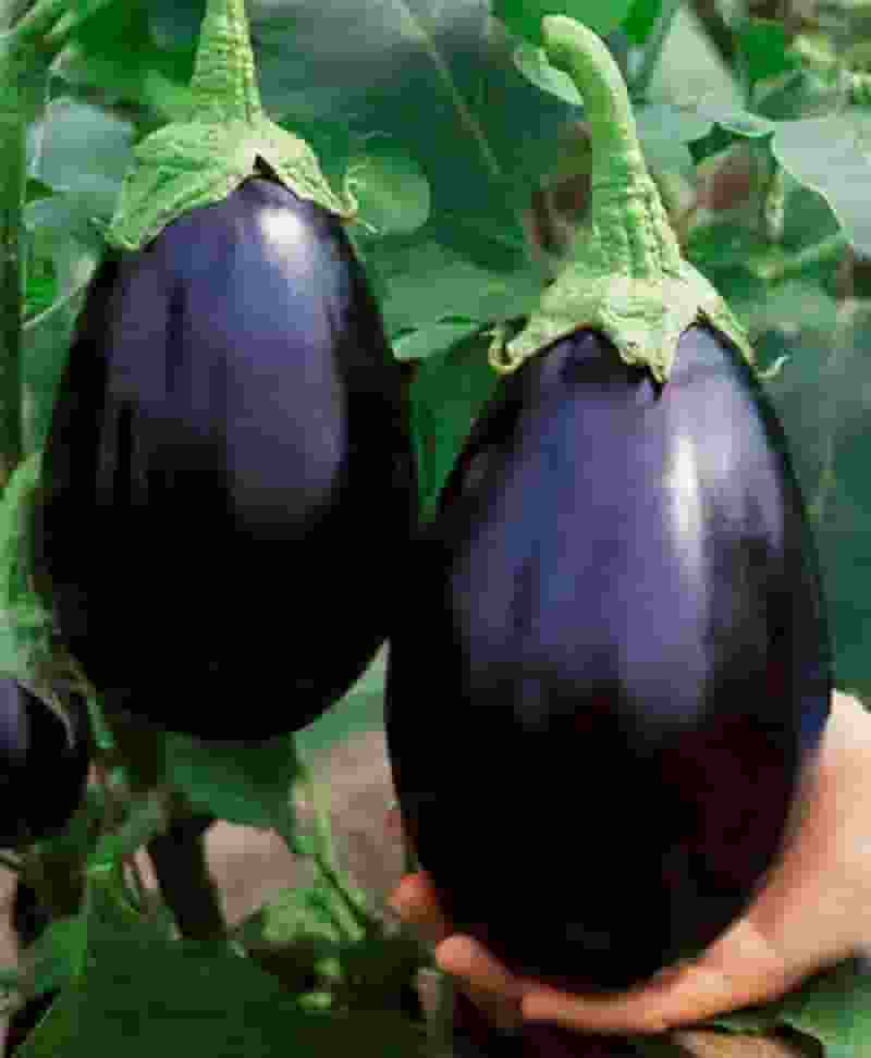 100pcs-bag-Purple-Round-Eggplant-Bonsai-Plants-Del