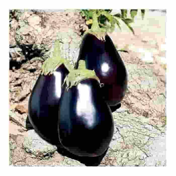 eggplant-galine-