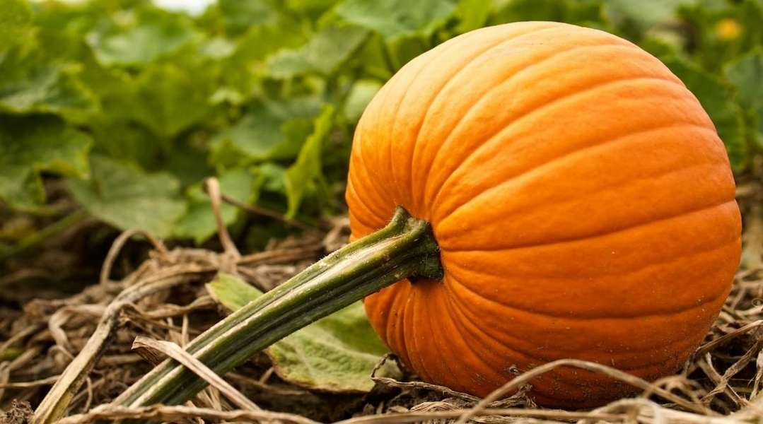 pumpkin-varieties-1200x667