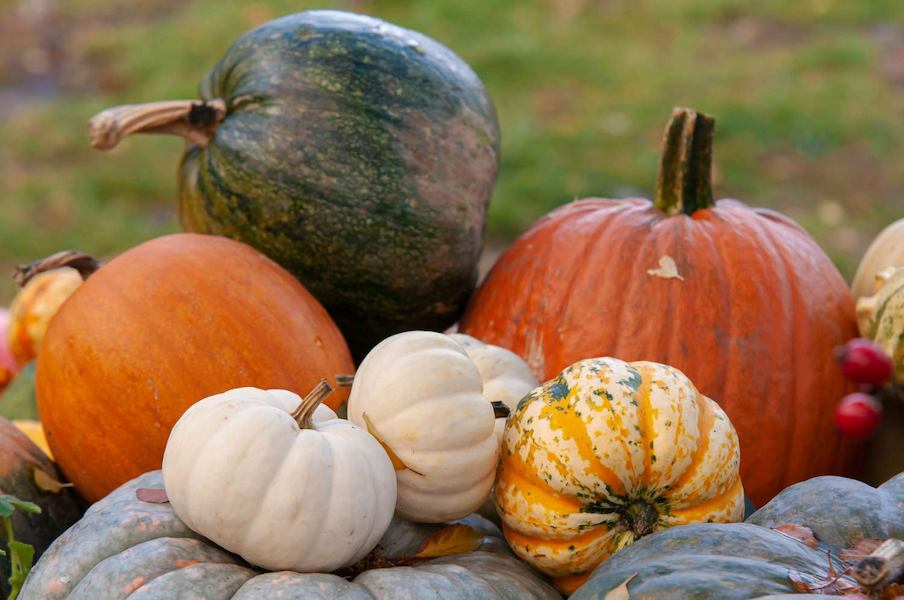 how-to-grow-pumpkins-1403469_02-404daba1576c4de892a4435a6a26eb81