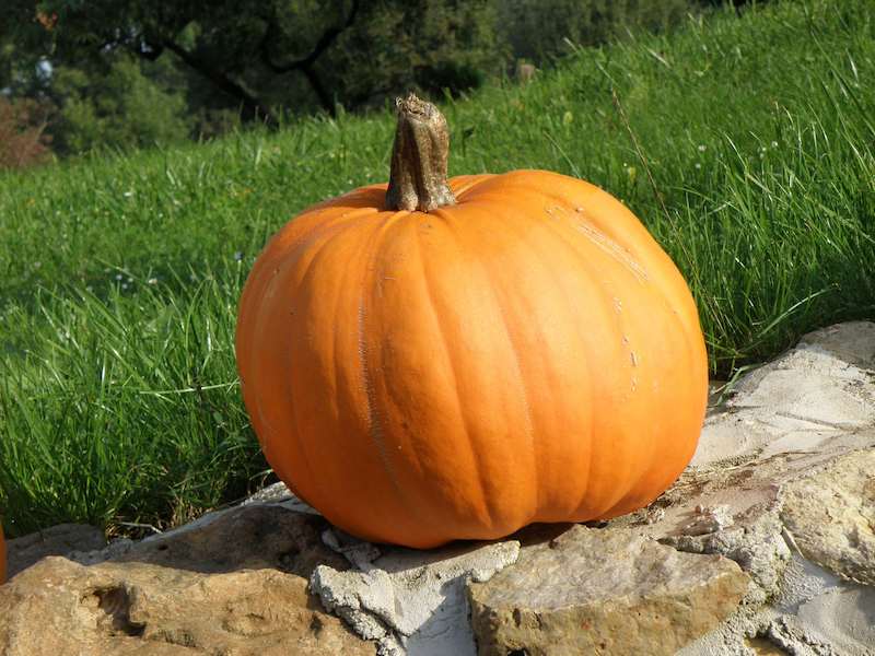 orange-food-produce-vegetable-autumn-pumpkin-halloween-gourd-calabaza-carving-cucurbita-flowering-plant-winter-squash-743591