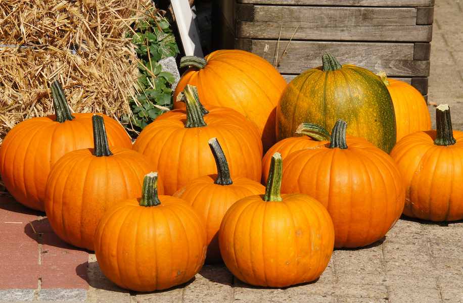 decoration-harvest-produce-autumn-pumpkin-halloween-colorful-garden-calabaza-carving-october-pumpkins-cucurbita-about-halloweenkuerbis-golden-autumn-pumpkins-man-made-object-winter-squash-686