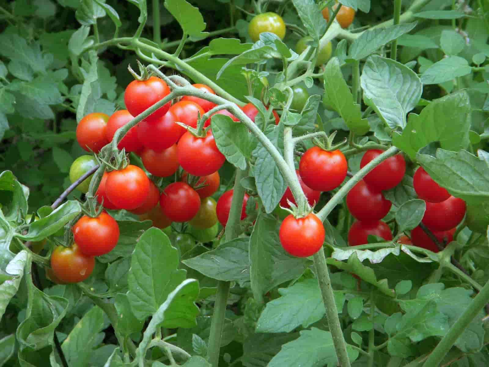 قیمت خرید گوجه فرنگی گلخانه ای در بازار روز