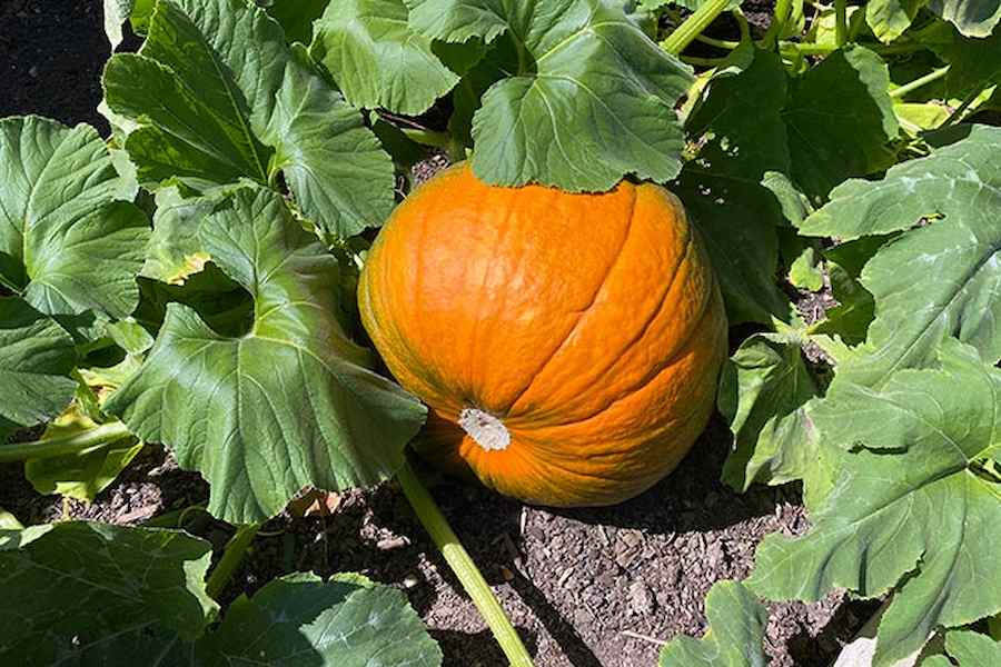 Pumpkin-Growing-660x440