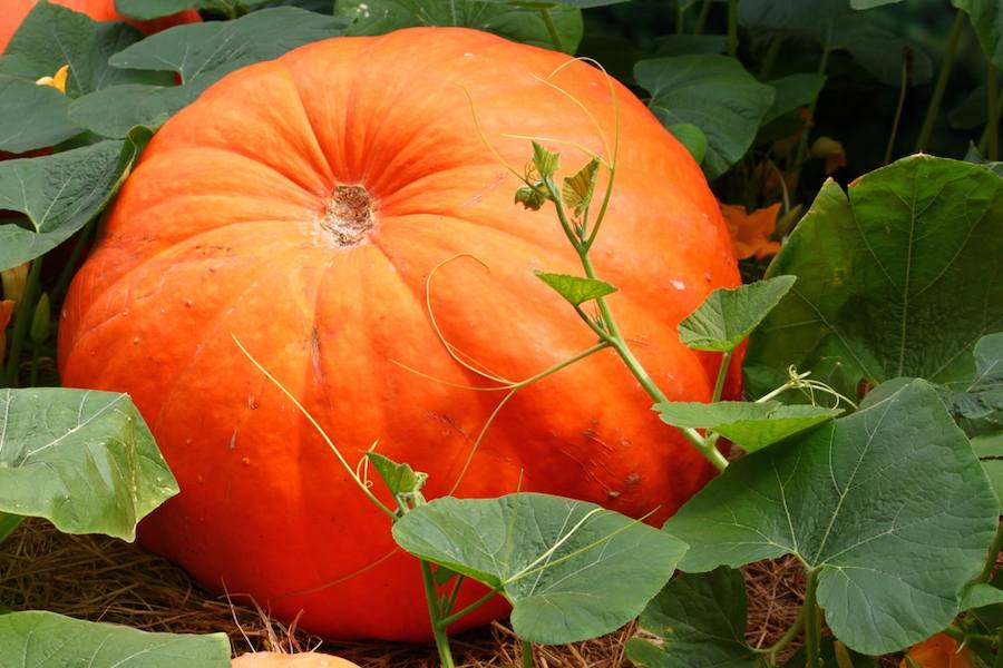big-orange-pumpkin