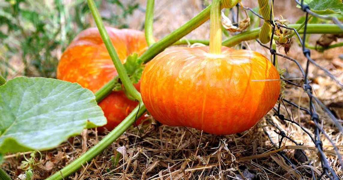 Best-Pumpkins-for-Eating-FB