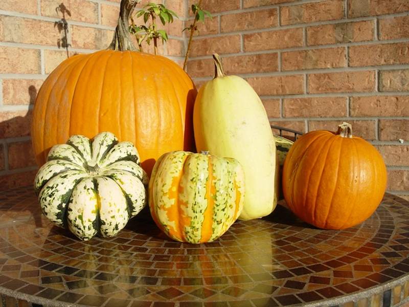 squash-and-pumpkins