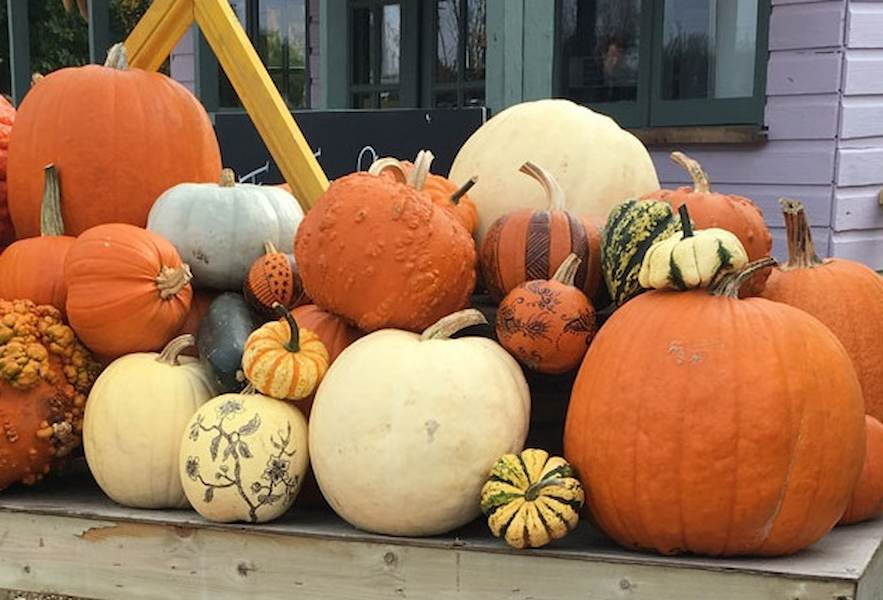pumpkin-blog