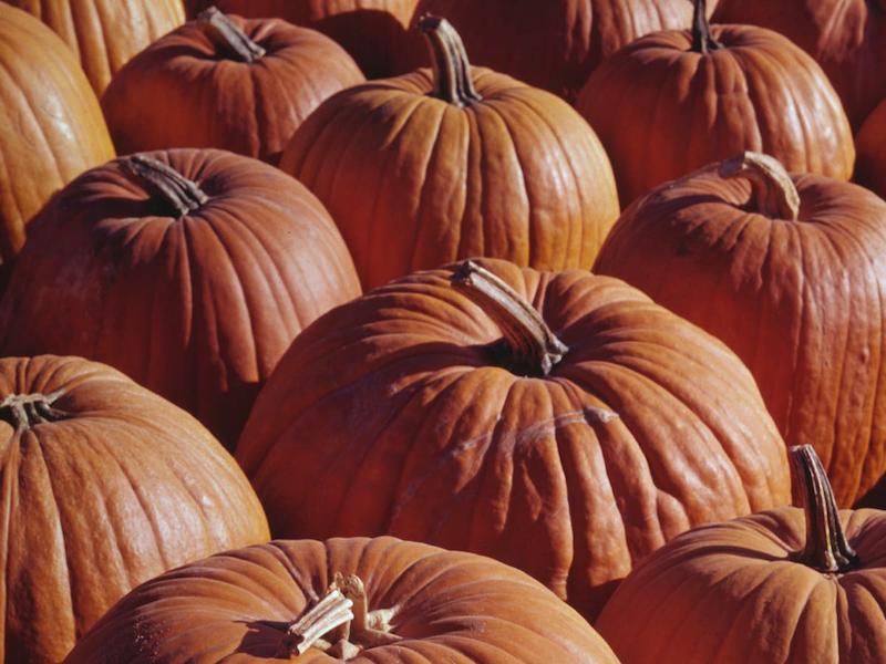 pumpkin-facts-gettyimages-973913068