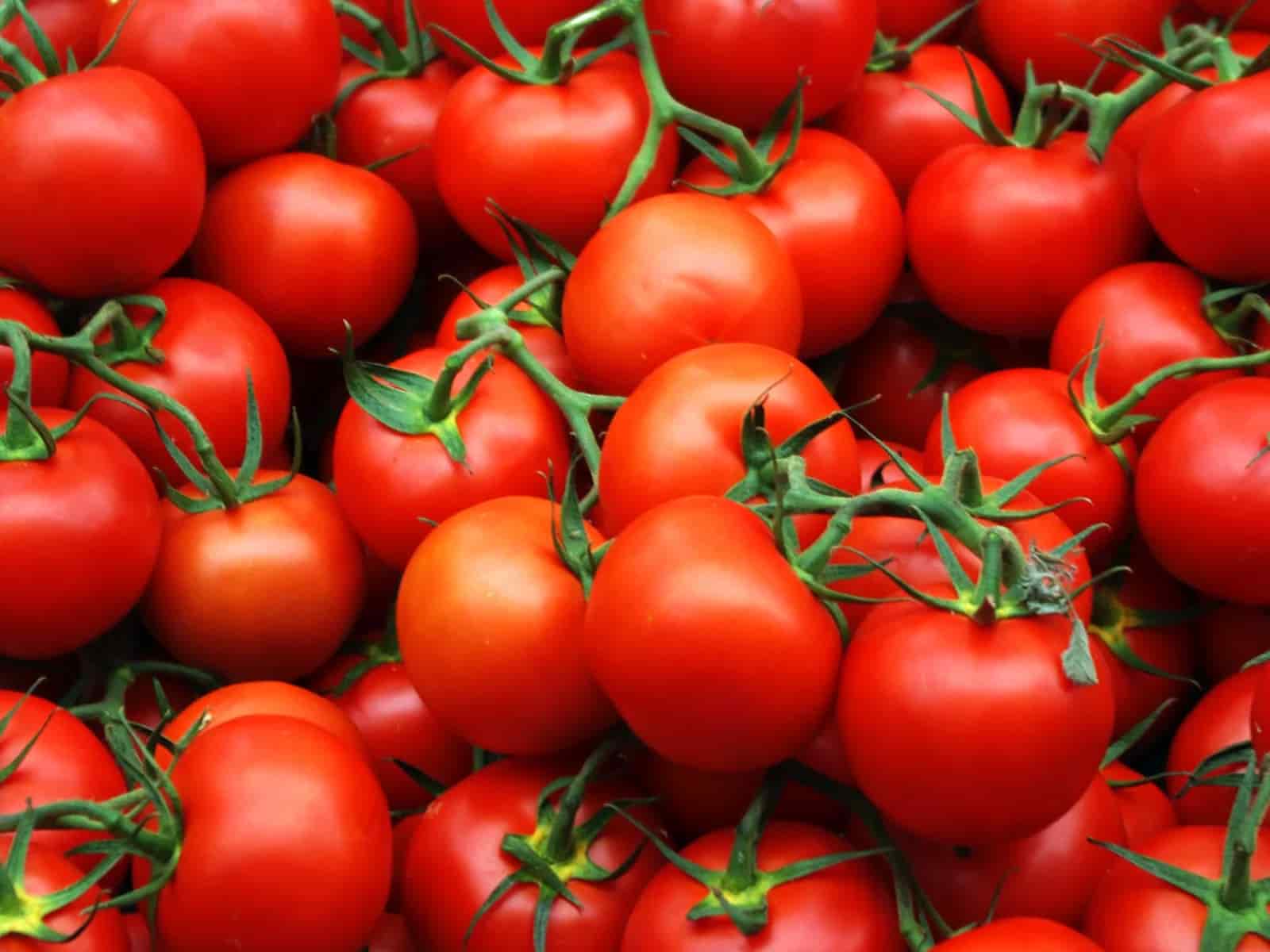 قیمت رقابتی گوجه فرنگی بوته ای ارگانیک و باکیفیت