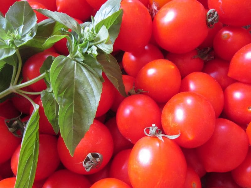 tomato_basil_red_green_frisch_vegetables_food_eat-658099