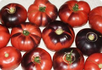 فروش کلی گوجه فرنگی سیاه ارگانیک با بهترین کیفیت