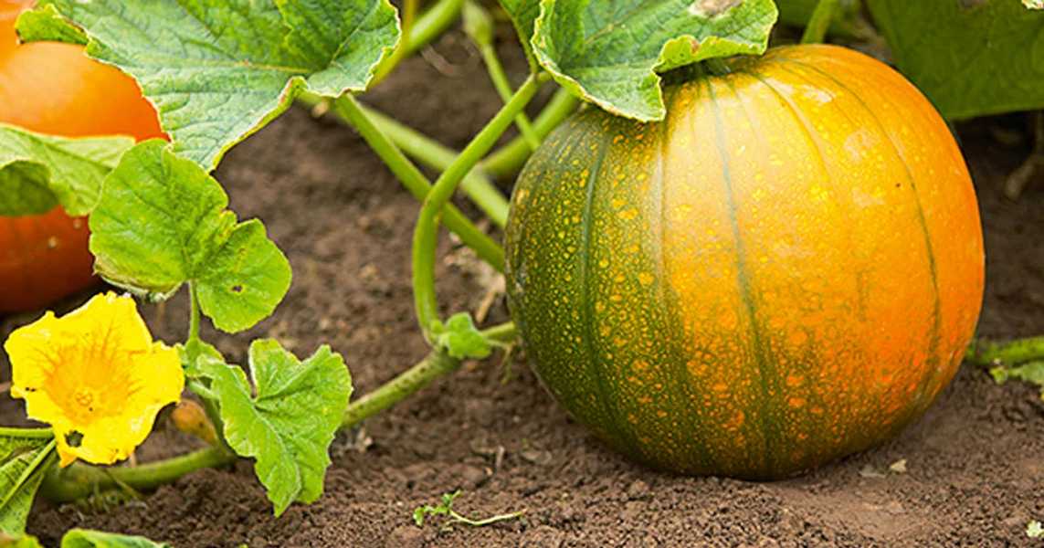 how_to_grow_pumpkins_featured