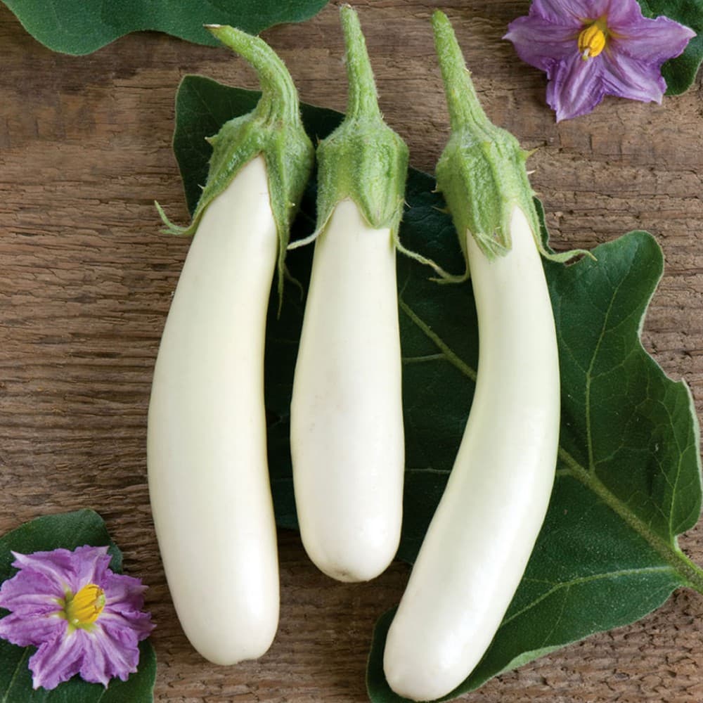 eg01-white-eggplant-1000x1000 (1)
