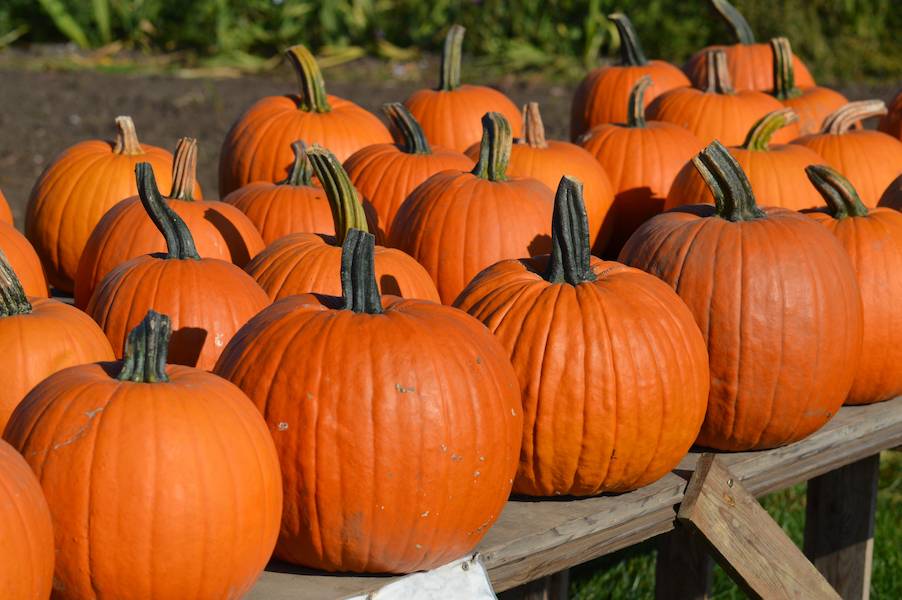 october-halloween-pumpkin-autumn-wallpaper