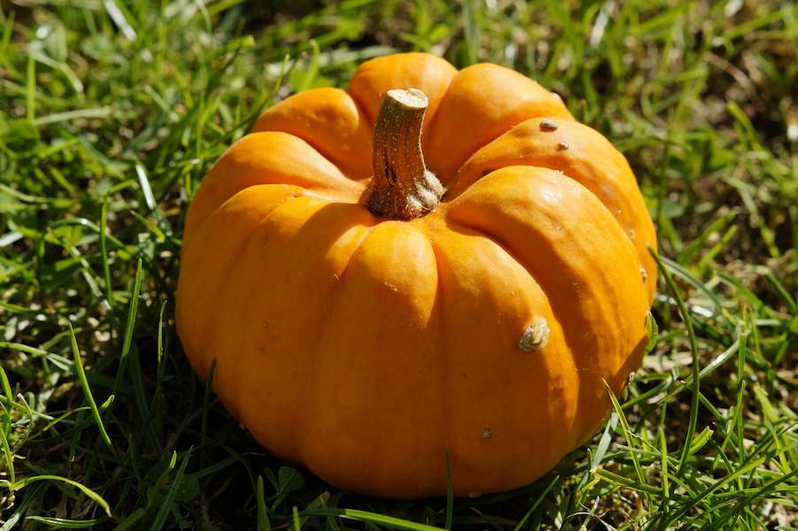 grass-plant-decoration-orange-food-harvest-produce-autumn-pumpkin-halloween-gourd-thanksgiving-vegetables-calabaza-carving-cucurbita-pumpkins-autumn-flowering-plant-winter-squash-land-plant-6