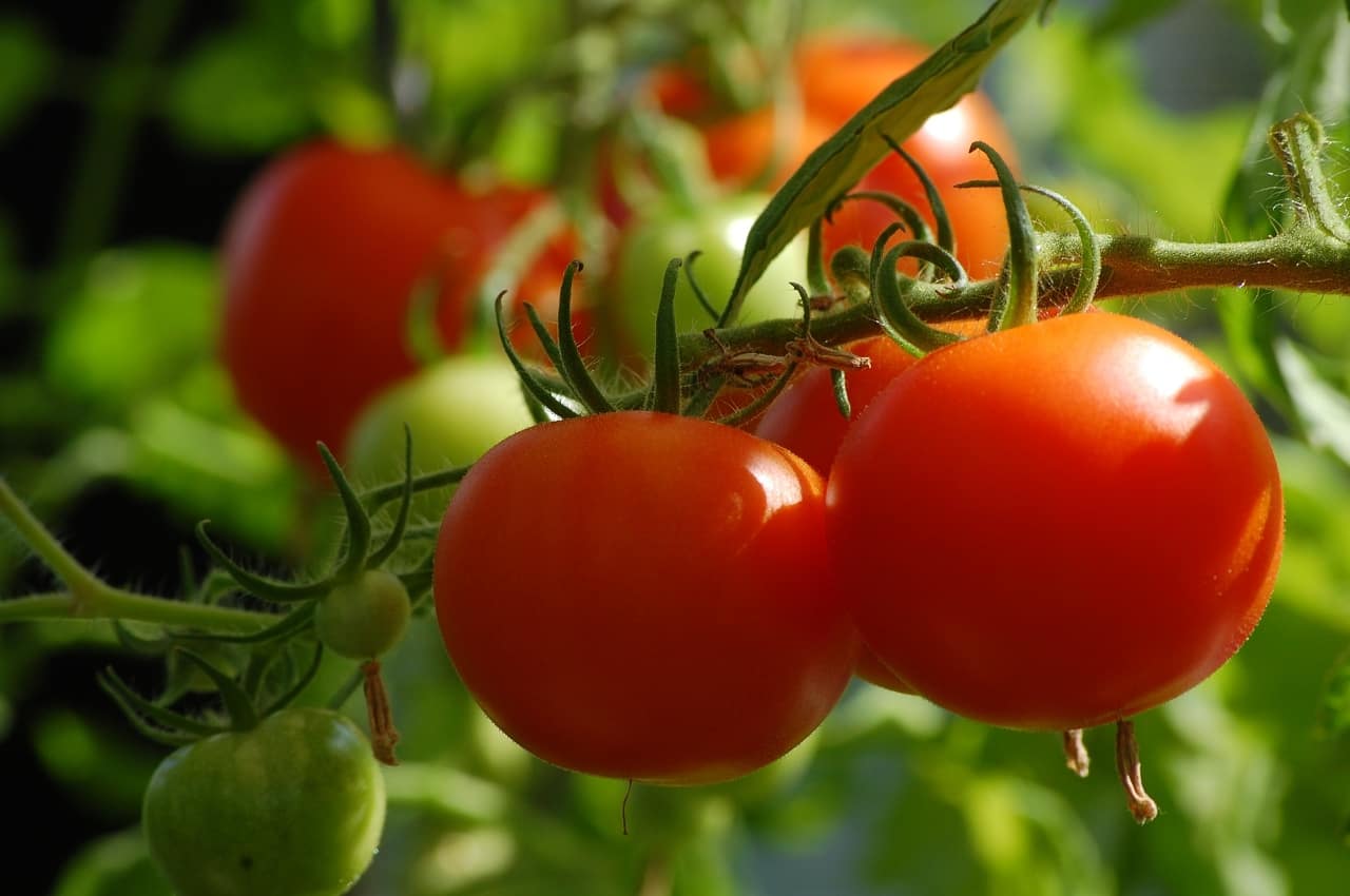 264-mugla-oriya-tomato-imports-and-exports