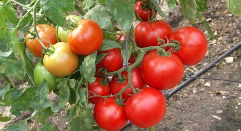 خرید مستقیم گوجه فرنگی ربی صادراتی از تره بار بوشهر
