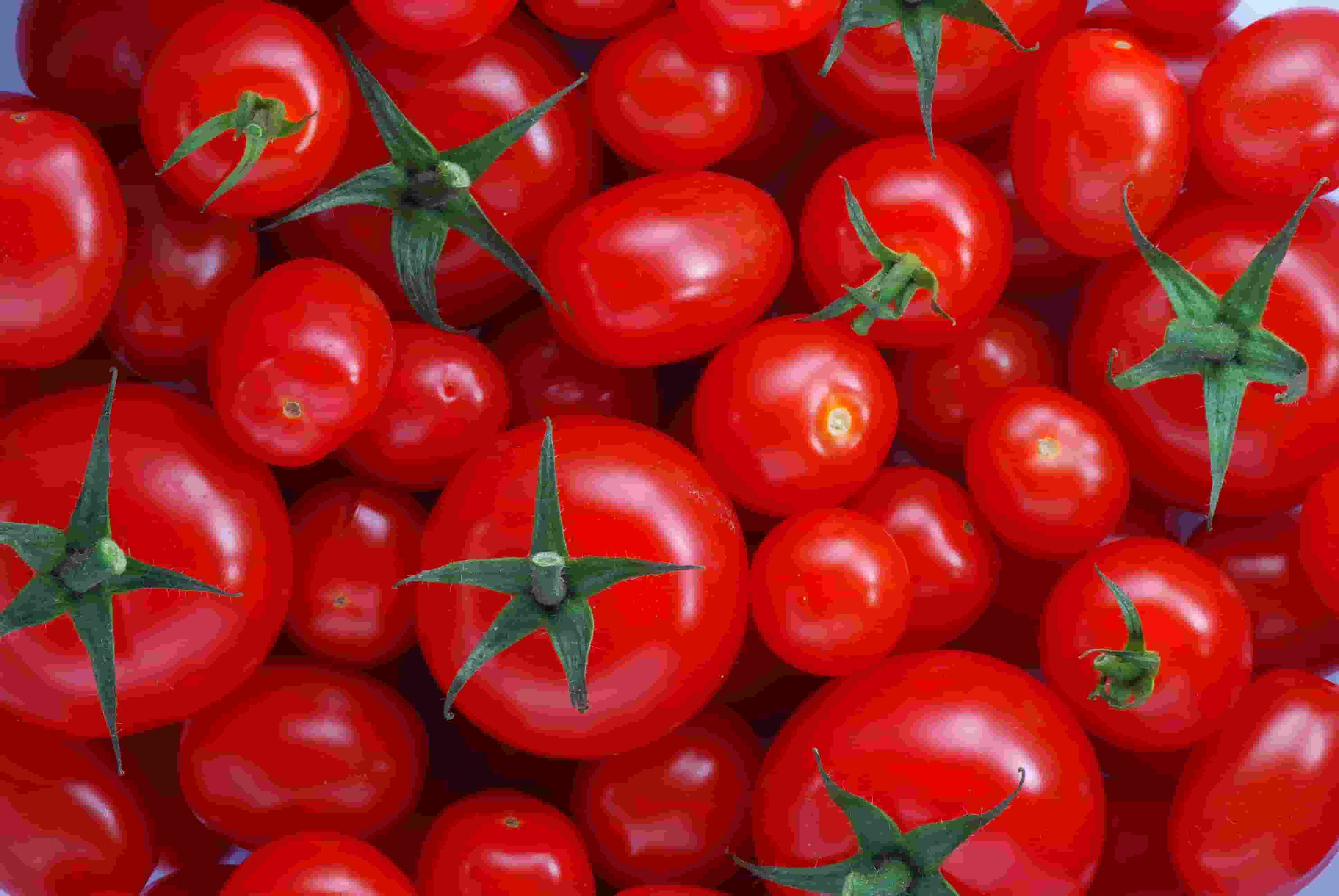 Flash-lit_macro_Tomatoes