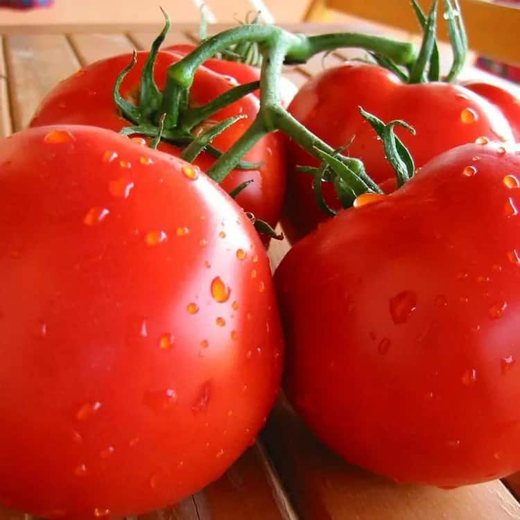 خرید فله گوجه فرنگی ربی گلخانه ای با بهترین کیفیت