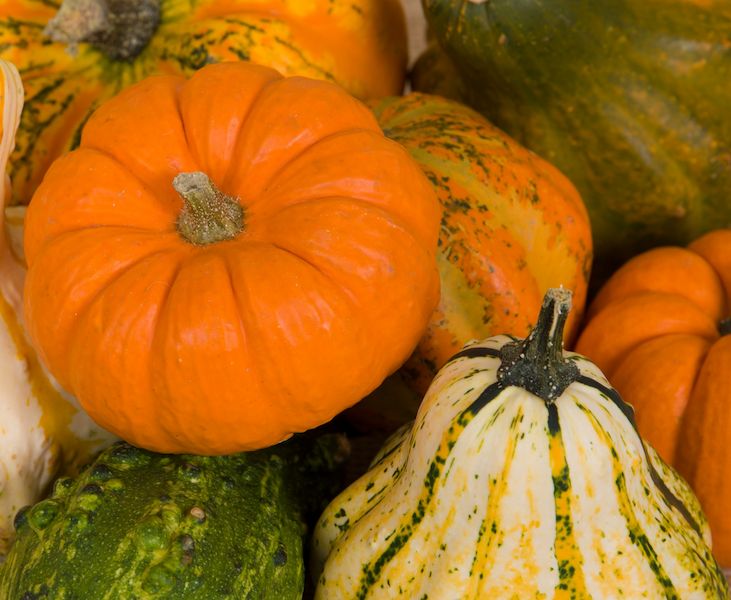 gourds-and-pumpkins-15084261364qV