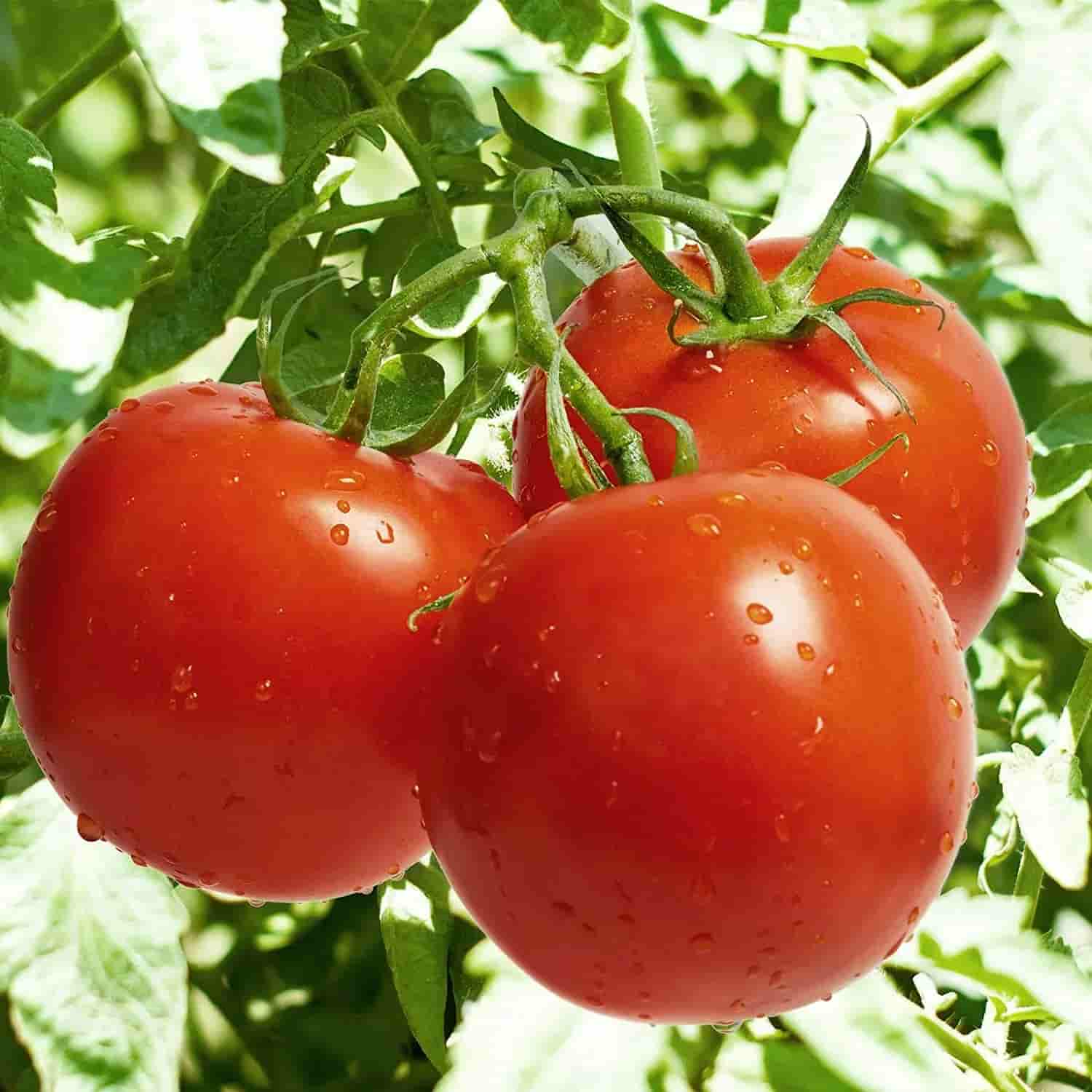 خرید ده تن گوجه فرنگی ربی گلخانه ای با قیمت ارزان