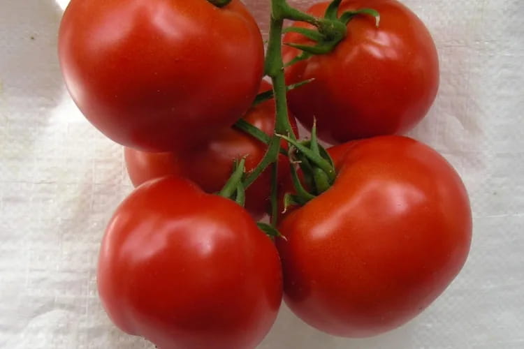 قیمت رقابتی گوجه فرنگی گلخانه ای صادراتی درجه یک