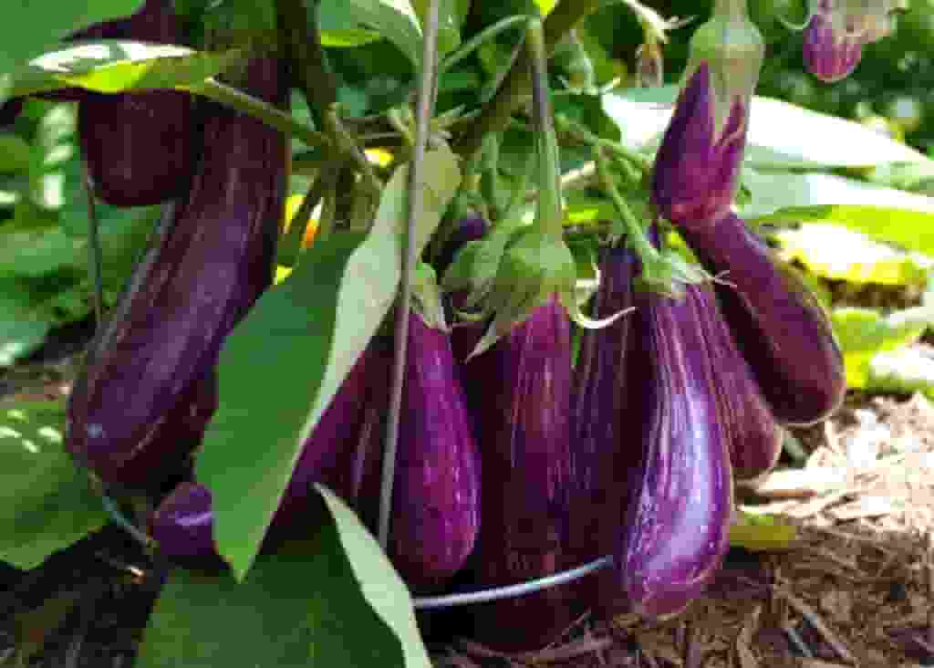 eggplants-1024x732