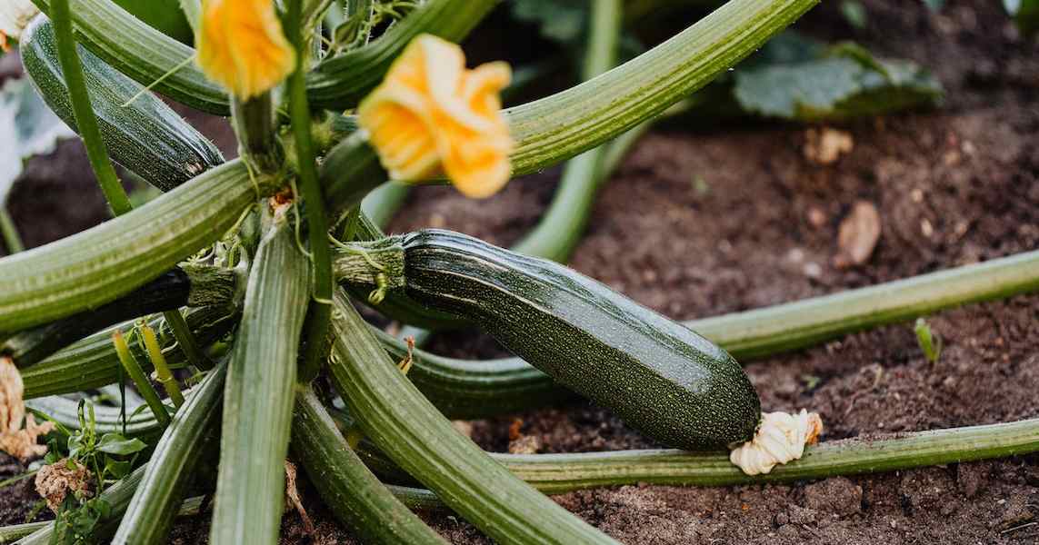 zucchini-farming