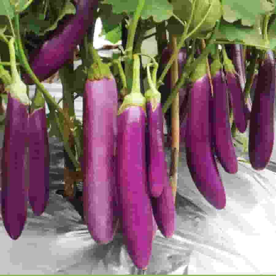 Long_Purple_Eggplants