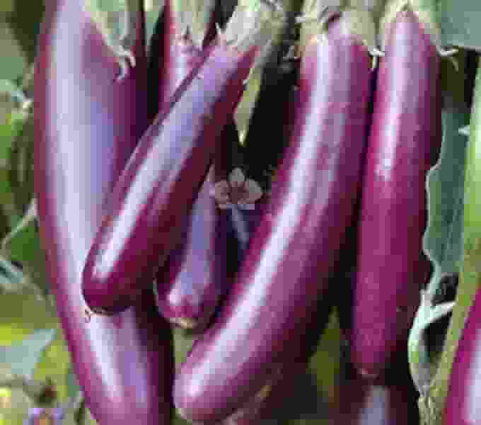 nurseryserve-brinjal-pusa-purple-long (1)