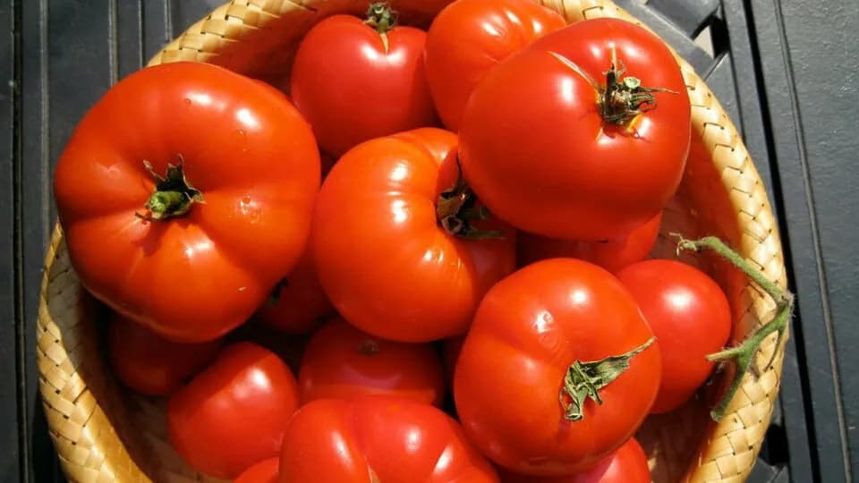 سفارش عمده گوجه فرنگی گلخانه ای در بسته بندی های 500 گرمی