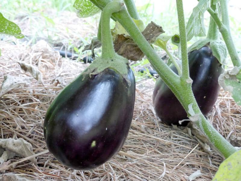 black-beauty-eggplant-d21d2558acfb28f0140a8f2a94faa1f5