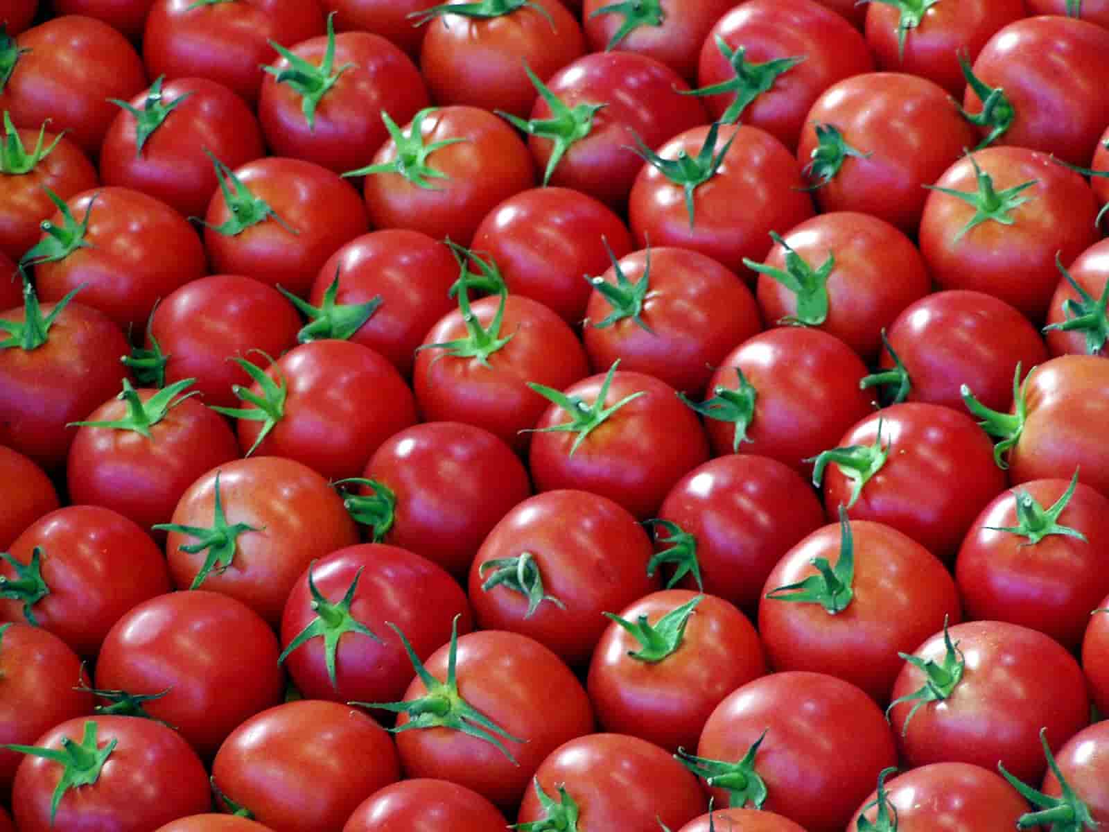 organized-tomatoes-1329325