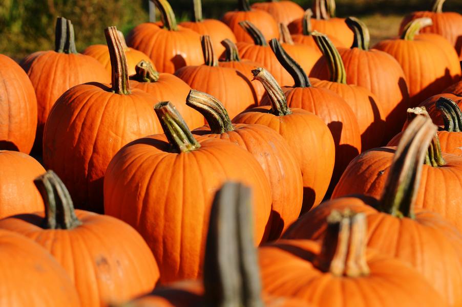 flower-decoration-orange-autumn-pumpkin-halloween-season-gourd-carve-jack-o-lantern-calabaza-carving-october-pumpkins-autumn-decoration-pumpkin-festival-winter-squash-688726