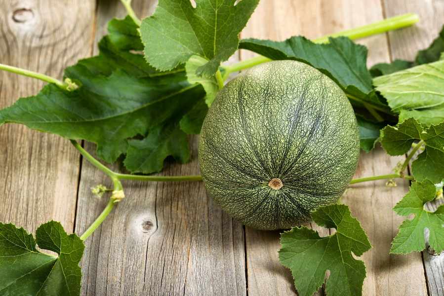 How-To-Grow-Zucchini-In-Small-Space